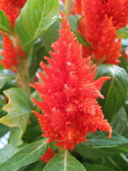 گل تاج خروس تاجی